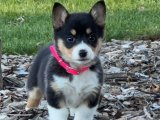 Kısa Bacak, Büyük Sevgi: Corgi Yavrularıyla Tanışın ve Aşık Olun!