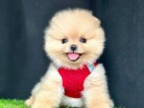 Safkan Pomeranian Boo Yavrularımız