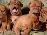 Düşük fiyat büyük sevgi Fransız Mastiff yavrularımız
