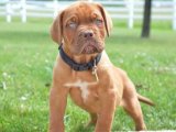 Kucak Dolusu Sevgi: Fransız Mastiff Yavruları Yeni Sahiplerini Arıyor!