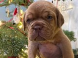 Sevgi Dolu Anılar İçin: Fransız Mastiff Yavru Köpekler!