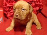 Kalbinizi Fethedecek Sevimlilik: Fransız Mastiff Yavru Köpekler Şimdi Satışta!