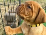 Kocaman Kalpler: Fransız Mastiff Yavru Köpekler Yeni Evlerini Arıyor!