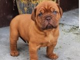 Evimizden Sizin Kalbinize: Fransız Mastiff Yavru Köpekler!