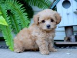 Morkie Minikleri: Sevgiyle Dolu Bir Hayat