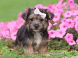 Morkie: Şirin Patilerle Gelen Mutluluk