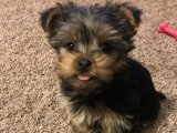 Morkie dediğin böyle olur