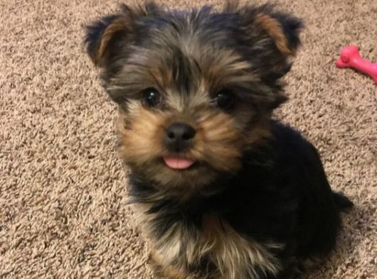 Morkie dediğin böyle olur