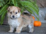 Sevimli Morkie Yavrularıyla Tanışın