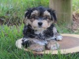 Morkie: Küçük Beden, Büyük Kalp