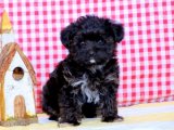 Morkie: Minik Bedende Büyük Bir Sevgi Rüzgarı Estiriyor