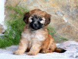 Şirin Patiler, Sıcacık Bir Yuva: Morkie Minikleriyle Tanışın
