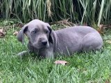 Bir Ömür Boyu Mutluluk: Danua Yavru Köpeklerle Tanışın!