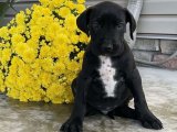 Sevimliliğin Adresi: Danua Yavru Köpeklerle Evlerinizi Doldurun!