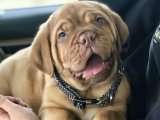 Muhteşem Güzellik: Fransız Mastiff Yavru Köpeklerle Hayalinizdeki Arkadaşı Bulun!