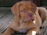 Yavru Aşkı: Fransız Mastiff Yavruları Yeni Evlerini Arıyor!