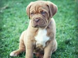 Dostluğun Renkleri: Fransız Mastiff Yavru Köpekler Satışta!