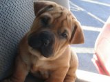 Minik Devler: Fransız Mastiff Yavru Köpeklerle Tanışın!