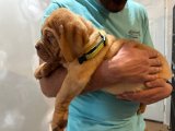 Kocaman Gülücükler: Fransız Mastiff Yavru Köpekler Yeni Sahiplerini Bekliyor!