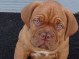 Evinize Renk Katacak: Fransız Mastiff Yavru Köpekler Şimdi Satışta!