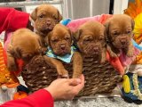 Güçlü Bağlar: Fransız Mastiff Yavru Köpekler Şimdi Sahiplenilmeye Hazır!