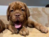 Eğlenceli Anlar: Fransız Mastiff Yavru Köpeklerle Tanışın!