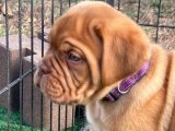 Arkadaşlığın İncisi: Fransız Mastiff Yavru Köpeklerle Tanışın!
