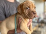 Yavru Sevgisi: Fransız Mastiff Yavru Köpeklerle Mutlu Bir Hayat Başlatın!