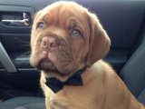 Kocaman Kalpler, Minik Patiler: Fransız Mastiff Yavru Köpekler Satışta!
