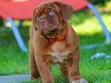 Harika Yol Arkadaşları: Fransız Mastiff Yavru Köpeklerle Yola Çıkın!