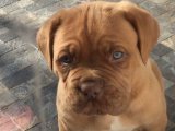 Evinize Aydınlık Getirecek: Fransız Mastiff Yavru Köpekler Sizi Bekliyor!