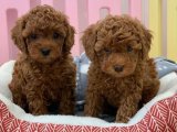 Büyümeyen köpek Toy Poodle kardeşler