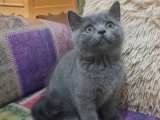 Efsane bir British Shorthair yavru