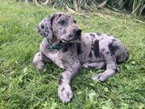 Minik Devler, Büyük Sevgi: Danua Yavru Köpeklerle Tanışın!