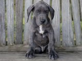 Göz Kamaştıran Güzellik: Danua Yavru Köpeklerle Mutluluğu Yakalayın!