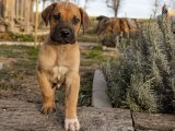 Yuvamızı Arıyoruz: Danua Yavru Köpeklerle Mutlu Bir Aile Kurun!