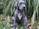 Göz Kamaştıran Güzellik: Danua Yavru Köpeklerle Heyecan Dolu Anlar Yaşayın!