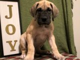 Göz Kamaştıran Güzellik: Danua Yavru Köpeklerle Mutluluğunuzun Anahtarını Bulun!