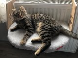 Scottish Fold Kedime Acil Eş Arıyorum