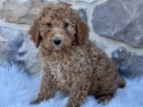 Kürklü Arkadaşlık: Goldendoodle Yavruları Sahiplenmeye Hazır!