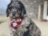 Altın Anılar İçin Altın Canlar: Goldendoodle Yavruları Şimdi Satışta!