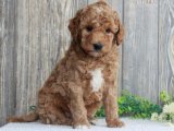 Yumuşak Dostlar: Goldendoodle Yavruları Uygun Fiyata!