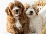 Kürklü Güzellikler: Goldendoodle Yavruları Yeni Evlerini Arıyor!