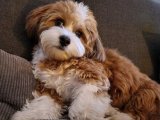Hayalinizdeki Dostla Tanışın: Havanese Yavrularıyla Tanışın!