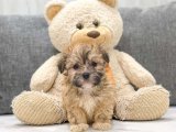 Yeni En İyi Arkadaşınız Burada! Havanese Yavruları Hemen Sahiplenmeye Hazır!