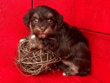 Yepyeni Bir Dost Arıyorsanız, İşte Havanese Yavruları!
