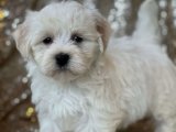 Aileye Katılmaya Hazır Minik Yürekler: Havanese Yavrularıyla Tanışın!