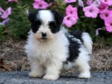 Kalpten Kalbe Giden Yol: Havanese Yavruları Sizi Bekliyor!