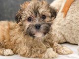 Hayalinizdeki Dostla Buluşun: Havanese Yavruları Sizi Bekliyor!