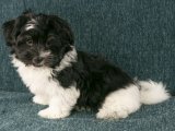 Sevgi Dolu Bakışlar: Havanese Yavrularımız Sizi Bekliyor!